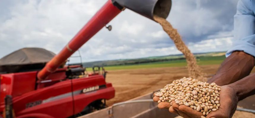 Produção de grãos deve atingir 312 milhões de toneladas no Brasil